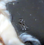 Silver & Enamel Vanity Cosmetic Case With Cameo French Circa 1900 Signed