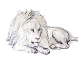 J J Grandville Original Drawing Of A Lion