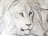 J J Grandville Original Drawing Of A Lion