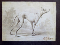 Study Of A Greyhound By Johann Elias Ridinger - 1722