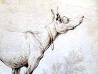 Study Of A Greyhound By Johann Elias Ridinger - 1722