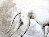 Study Of A Greyhound By Johann Elias Ridinger - 1722