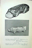 Chinese Jade Hippopotamus Pillow