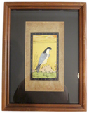 Indian Miniature Painting Falcon