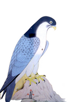 Indian Miniature Painting Falcon