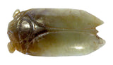 Jade Cicada Deep Celadon & Brown Han